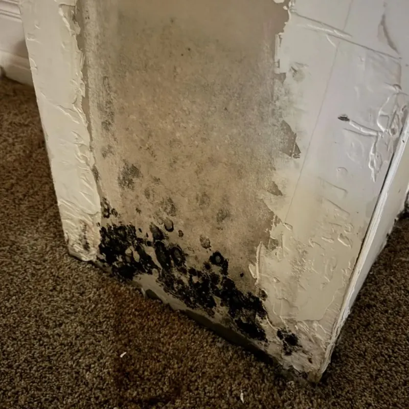 Professional Mold Removal in Cave Creek, AZ